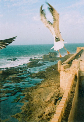 Quartier de la scala à Essaouira
quartier de la scala à Essaouira
Mots-clés: scala Essaouira Mogador Maroc