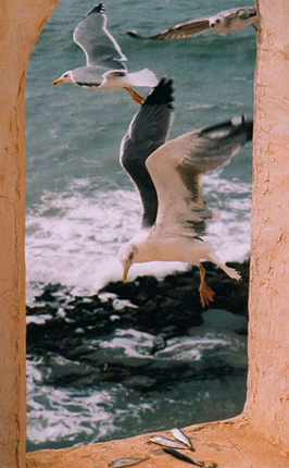 sea life
mouettes en chasse
Mots-clés: mouette mer océan
