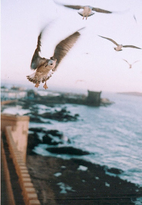 Sea, mouettes en vol à Essaouira
mouettes....
Mots-clés: oiseau