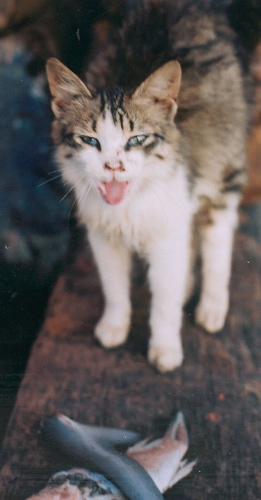Chat faisant la grimace devant du poisson avarié, Essaouira
beuuurk..
Mots-clés: chat grimace poissons