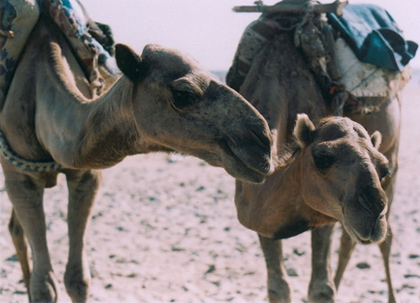 camel kiss
2 chameaux se font la bise
Mots-clés: chameau amour