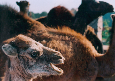 Bébé chameau qui appelle sa mére, awaking
un petit bebe chameau qui appelle sa mére
Mots-clés: bébé chameau Maroc