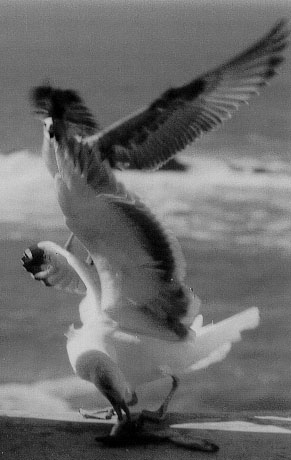 Oiseaux mouettes vice et versa
A table
Mots-clés: mouette chasse