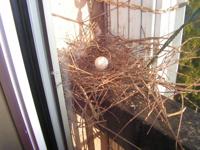 Oeuf dans le nid, Ãœzeyir
Tu n'as  pas encore connu le bleu
Mon fils...
Si tu l'avais connu
Tu n'entacherais pas le ciel
Tu ne salirais pas la mer...

Mots-clés: nid