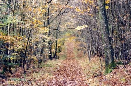 Chemin dans un bois en automne
Mots-clés: France