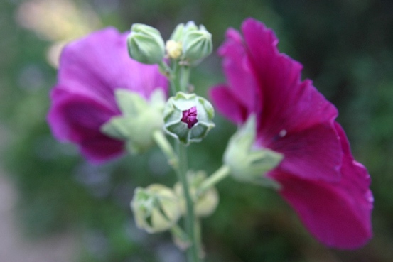 Juste avant l'éclosion du bouton

