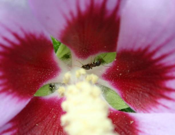 Fourmi dans une fleur
