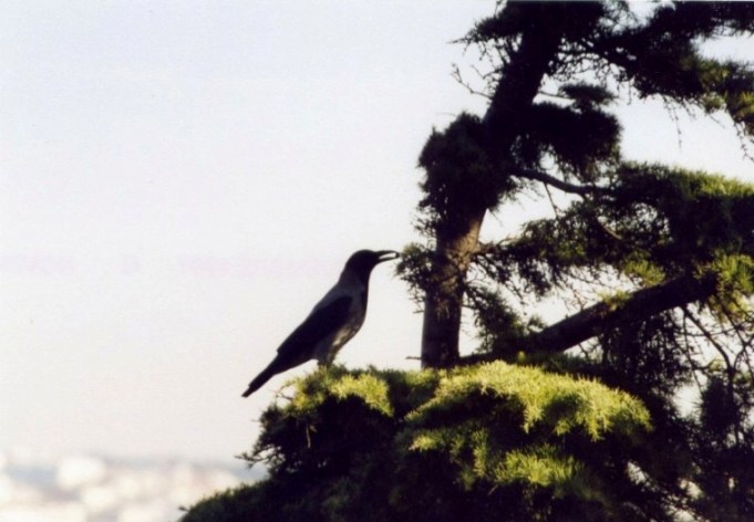 Oiseau avec grain dans le bec
