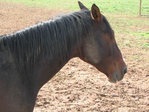 Profil de cheval
Mots-clés: france