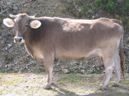 Une bien belle vache de France
Mots-clés: france
