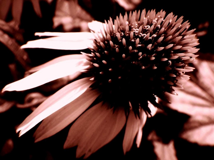Dollie
Mots-clés: Jardin de Claude Monet Giverny