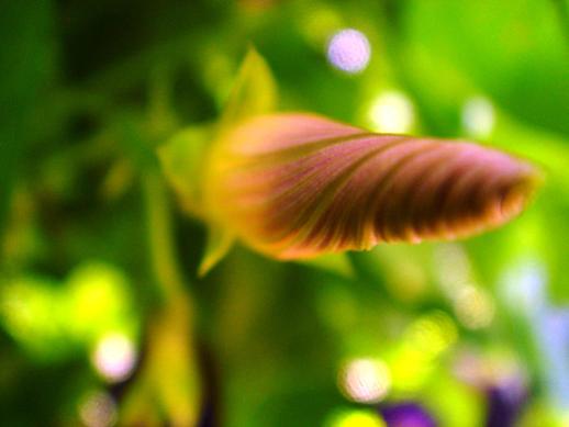 Bourgeon
Mots-clés: Jardin de Claude Monet Giverny