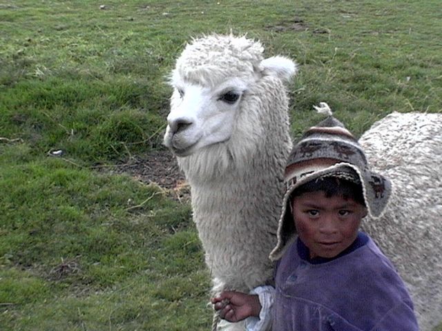 Vacances au Pérou
Petit gardien de troupeau sur l'Altiplano
Mots-clés: Pérou Altiplano