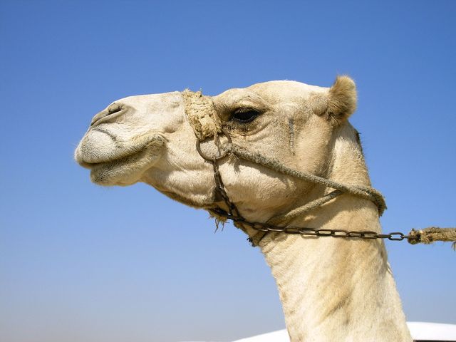 Vacances en Egypte
Egypte 06
attention: photo ou miroir ?
Mots-clés: Egypte