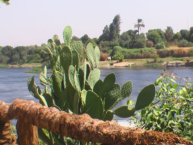 Egypte 09
en bordure du Nil
Mots-clés: Egypte