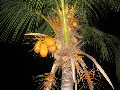 Palmier de nuit in Cuba
Mots-clés: Cuba
