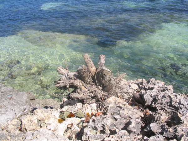 Nature Morte sur fond de mer
Mots-clés: Cuba