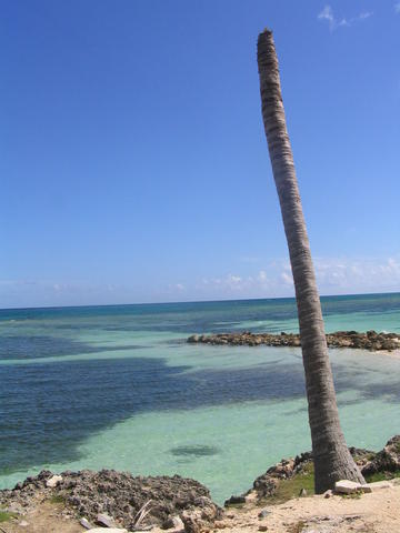 Gratte ciel, tronc de palmier, Cuba
Mots-clés: Cuba