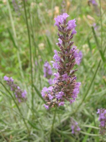 Lavande fleurie
Mots-clés: Sud France