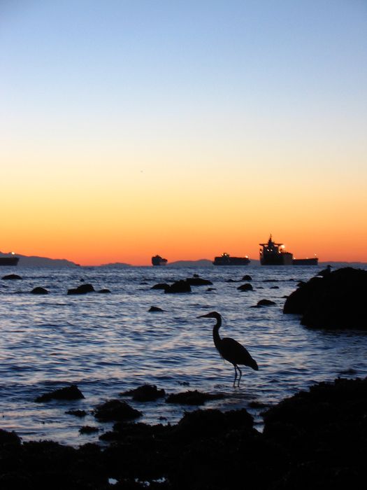 Cormoran
Cormoran sur la Baie de Vancouver 

