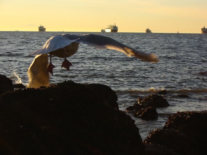 Envol De Vancouver
mouette en vol sur la baie de Vancouver
Mots-clés: English-bay Vancouver Canada