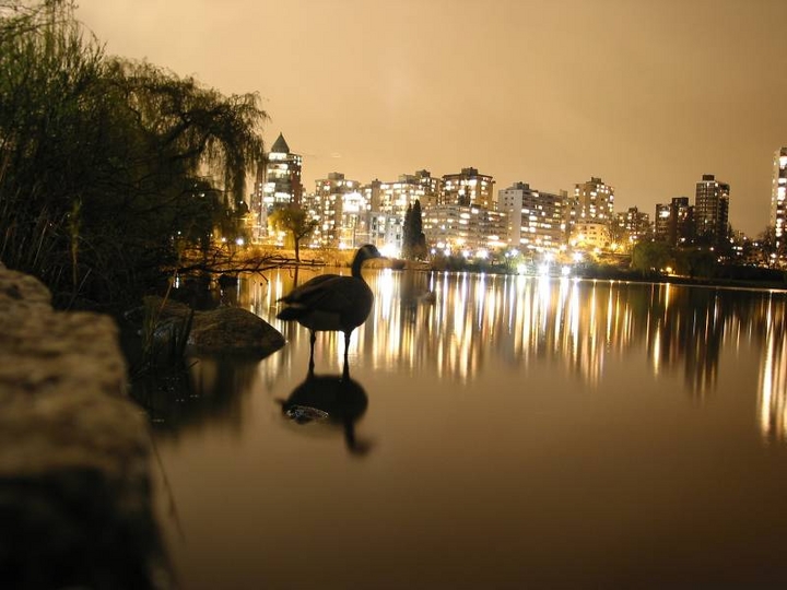 Canard Laqué
Lost Lagoon situé entre Le downtown de Vancouver et Stanley Park
Mots-clés: Vancouver
