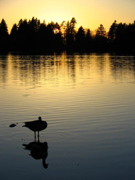 Lost Lagoon
Canards sauvage dans le stanley Park
