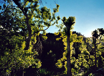 Mafate, ile de la réunion
Mafate au petit matin
