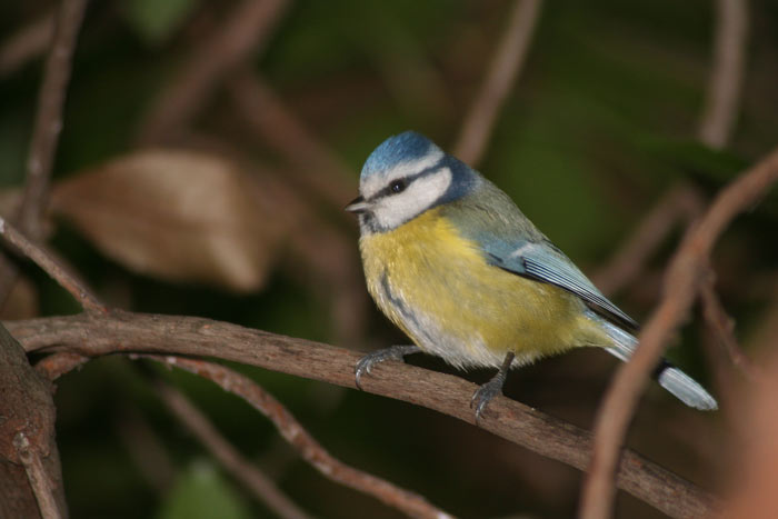 Mésange bleue de mon jardin
boitier canon 350d
Mots-clés: mésange