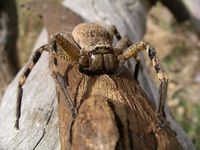 Araignée d'Australie
Mots-clés: mount zero