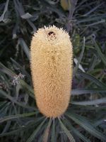 Fleur dressée Australie
Mots-clés: mount-zero