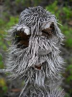 Drôle d'animal, Mount Zero, Australie
Mots-clés: mount zero australie