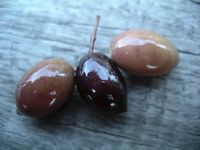 La beauté avant la dégustation
Mots-clés: Oliveraie Mount Zero Australie