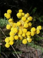 Fleurs d'arbuste Mount Zero, Australie
Mots-clés: Mount-Zero Australie