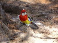 Perroquet multicolore à Mount Zero, Australie
Mots-clés: Mount-Zero Australie
