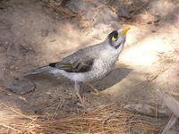 Oiseau lors d'une promenade champêtre Mount Zero, Australie
Mots-clés: Mount-Zero Australie