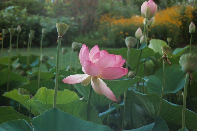 LotuS
Sans commentaires, la nature ne se commente pas, elle s'aprécie. 
