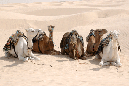 Chameaux dans le desert
