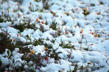 Flores na nave
Nevão  no centro de Portugal - Cadaval
