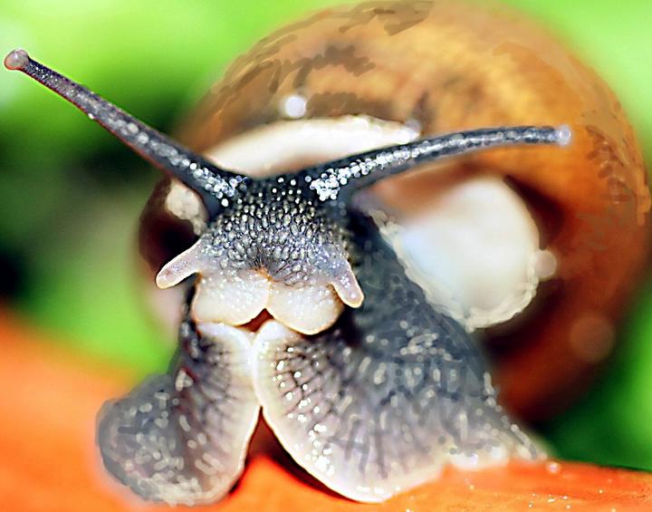 Frente a frente com um Caracol
