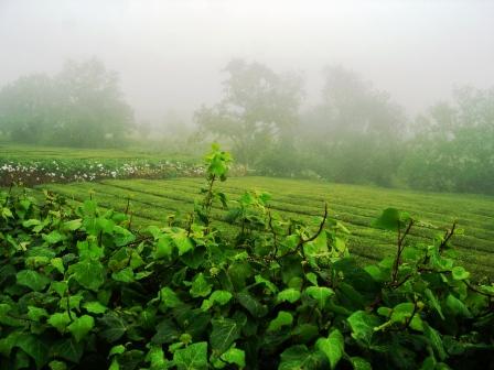 Plantação de Chá em S.Miguel - Açores - Portugal
Plantação de chá unica na Europa
Mots-clés: Portugal Açores