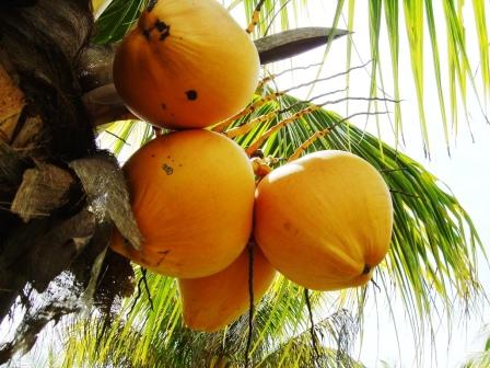 Cocos maduros
Viagem a Porto Seguro - fazenda da mãe Teresa
Mots-clés: Porto-Seguro