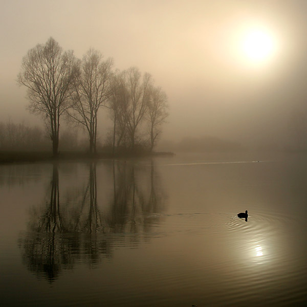 Canard matinal
En Picardie un étang en hiver tôt le matin
Mots-clés: Picardie étang brume hiver