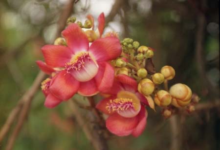 Fleurs d'un arbre sur les rives de l'Orénoque (Vénézuela)
Mots-clés: Orénoque Vénézuela