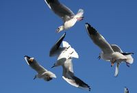 La chasse au bout de pain, Suisse
