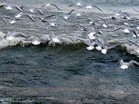 Lac Léman - oiseaux sur vague en hiver, Suisse

