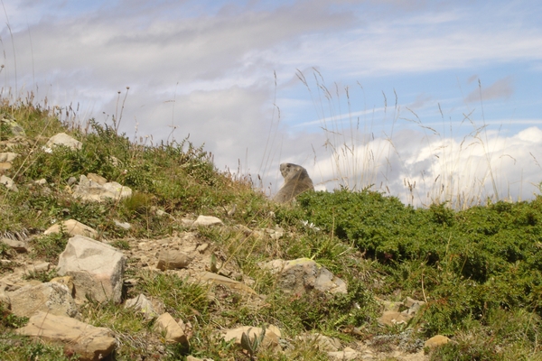 Réveil de la marmotte, Vars, été 2005
Mots-clés: Vars