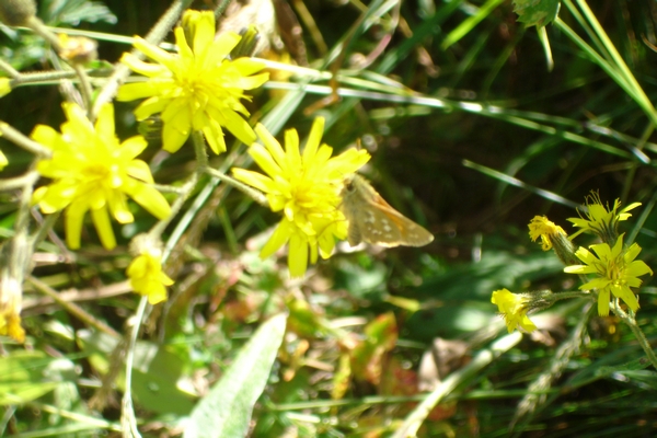 Vars, papillon sur fleurs jaunes, été 2005
Mots-clés: Vars