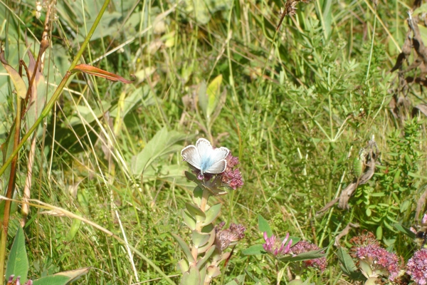 Encore un petit papillon bleue sur fleur, Vars, été 2005
Mots-clés: Vars