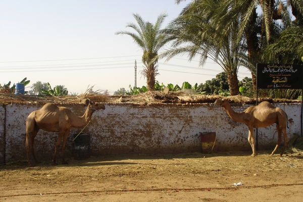 Dromadaires à Louxor en Egypte
Mots-clés: Egypte